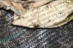 Textrix denticulata