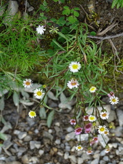 Erigeron morrisonensis fukuyamae