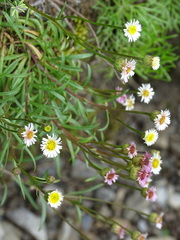 Erigeron morrisonensis fukuyamae
