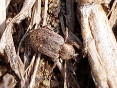 Hyperinae