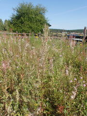 Artemisia mongolica