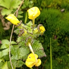 Pedicularis hoffmeisteri