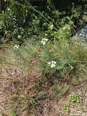 Seseli montanum