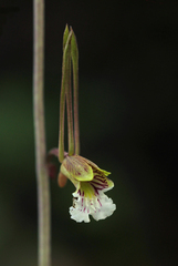 Eulophia longisepala