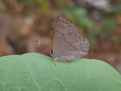 Euselasia eucerus