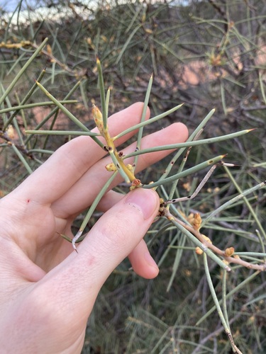 Hakea recurva, photograph 1