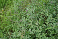 Ziziphora clinopodioides