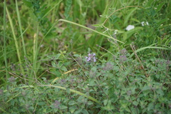 Ziziphora clinopodioides