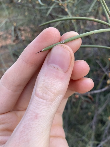 Image of Hakea recurva by (c) Thomas Mesaglio, some rights reserved (CC BY)