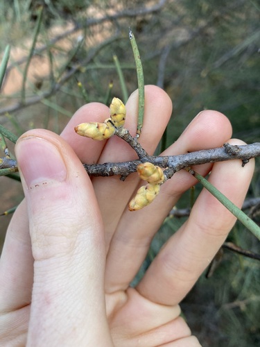 Hakea recurva, photograph 3