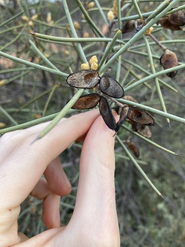 Image of Hakea recurva by (c) Thomas Mesaglio, some rights reserved (CC BY)