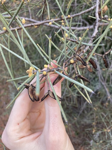 Hakea recurva, photograph 5