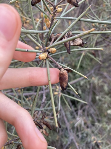 Image of Hakea recurva by (c) Thomas Mesaglio, some rights reserved (CC BY)