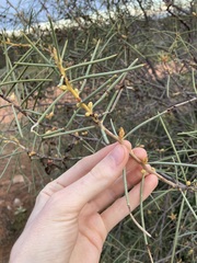 Hakea recurva