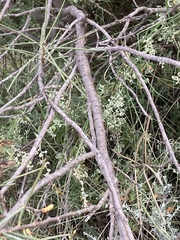 Hakea recurva