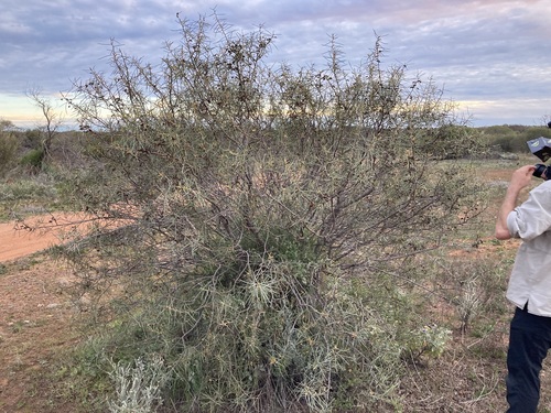 Hakea recurva