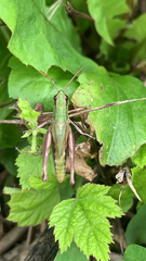 Pseudochorthippus parallelus