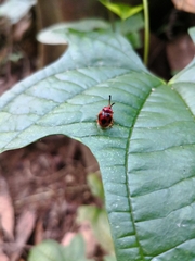 Stenotarsus pardalis