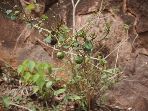 wild custard-apple
