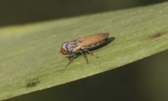 Lauxanioidea
