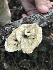 Cymatoderma caperatum