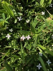 Oldenlandia salzmannii