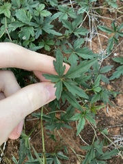 Clematicissus angustissima