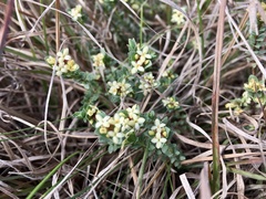 Pimelea spinescens