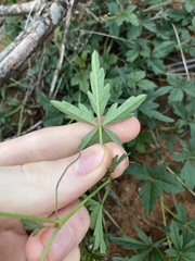 Clematicissus angustissima