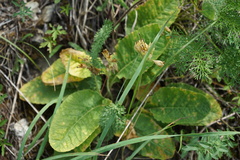 Primula veris macrocalyx