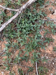 Clematicissus angustissima