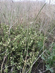 Pimelea spinescens