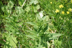 Nepeta sibirica