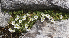 Cerastium uniflorum