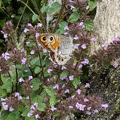 Lasiommata schakra