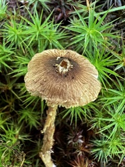 Inocybe pseudoasterospora