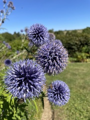 Echinops bannaticus
