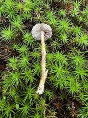 Inocybe pseudoasterospora
