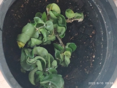 Aeschynanthus radicans