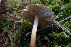 Inocybe digitula