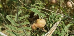 Prosopis farcta