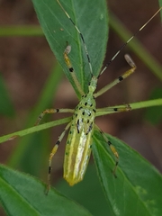 Zelus armillatus