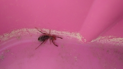 Gluvia dorsalis