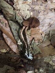 Inosperma mutatum