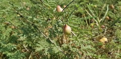 Prosopis farcta