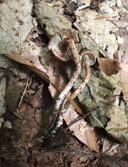 Inosperma mutatum