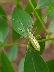 Zelus armillatus