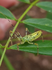 Zelus armillatus