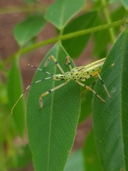 Zelus armillatus