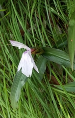 Roscoea